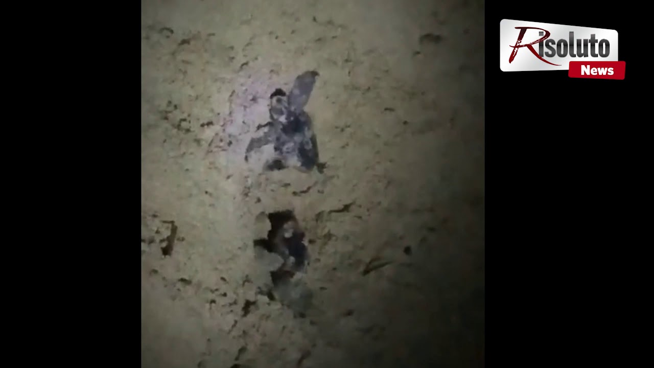 Altre schiuse sulla spiaggia di Lido Fiori a Menfi, in tre giorni 60 tartarughine (video)