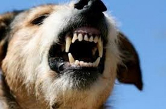 Difende il suo cagnolino, ma viene azzannata. Aggressione a San Vito Lo Capo