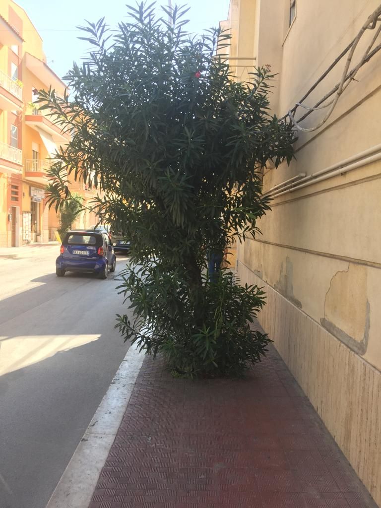 La pianta invade tutto il marciapiede e in via Mazzini è stop ai pedoni