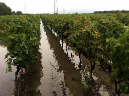 Le piogge alluvionali degli ultimi giorni in Sicilia, danni in agricoltura per 350 milioni di euro e il governo regionale delibera lo stato di calamità naturale