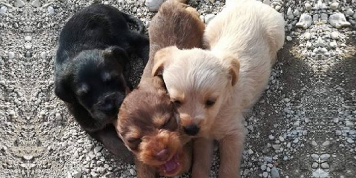 Cuccioli di cane abbandonati per strada: salvati in extremis dalla polizia