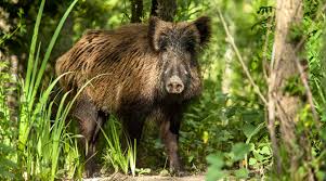 Giovane ferito alle gambe da un cinghiale nei boschi di Bivona