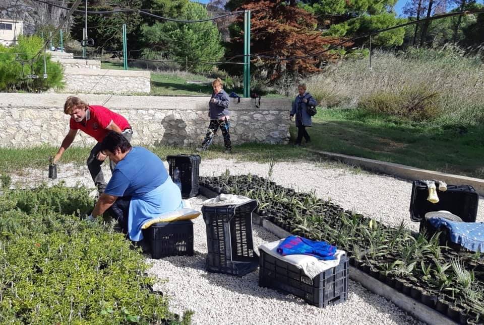 Un vivaio gestito dal Dipartimento delle Foreste mette a disposizione gratuitamente alberi per due aiuole allo Stazzone e in piazza Scandaliato a Sciacca