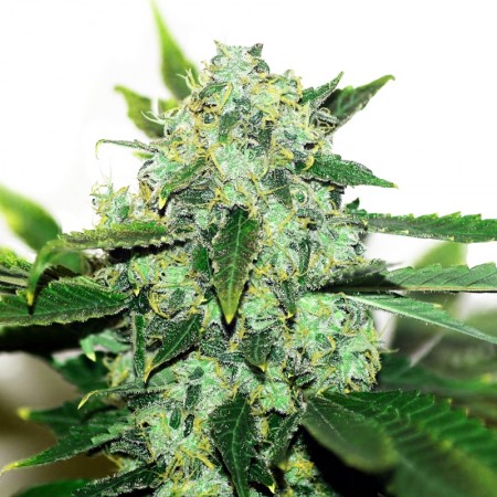 Sequestrati 41 chili di marijuana nascosti in un congelatore, arrestato il 'corriere'