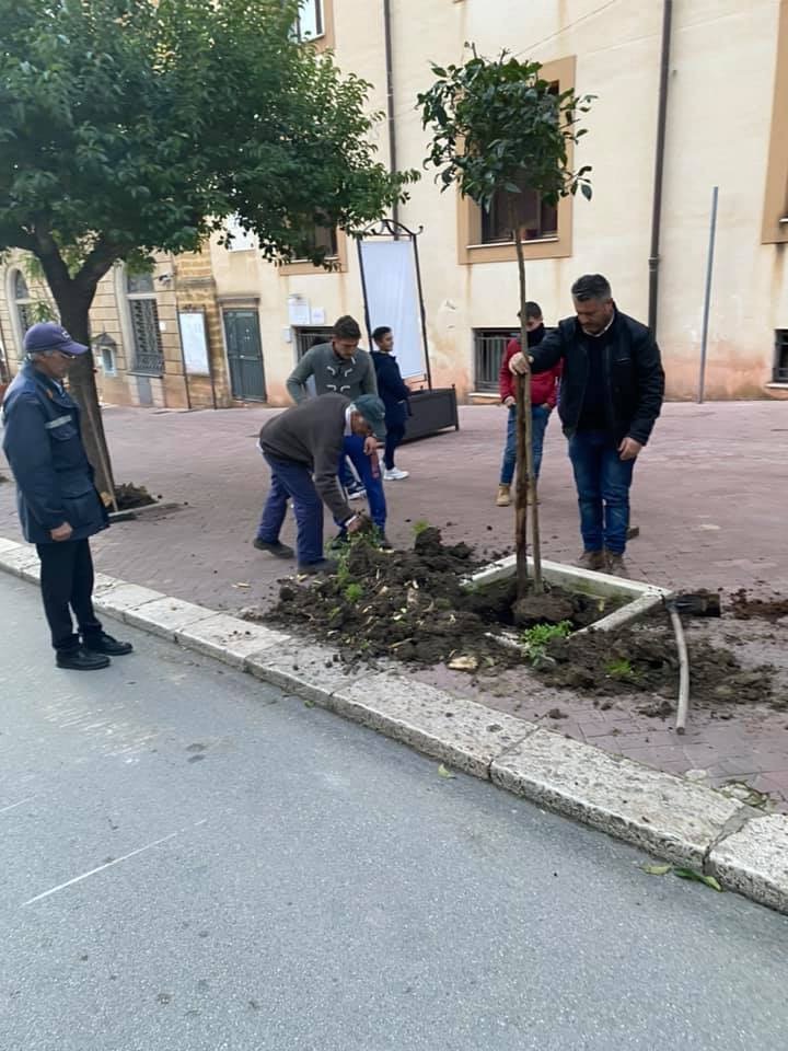 A Sambuca a Natale arrivano alberi in tutte le aiuole