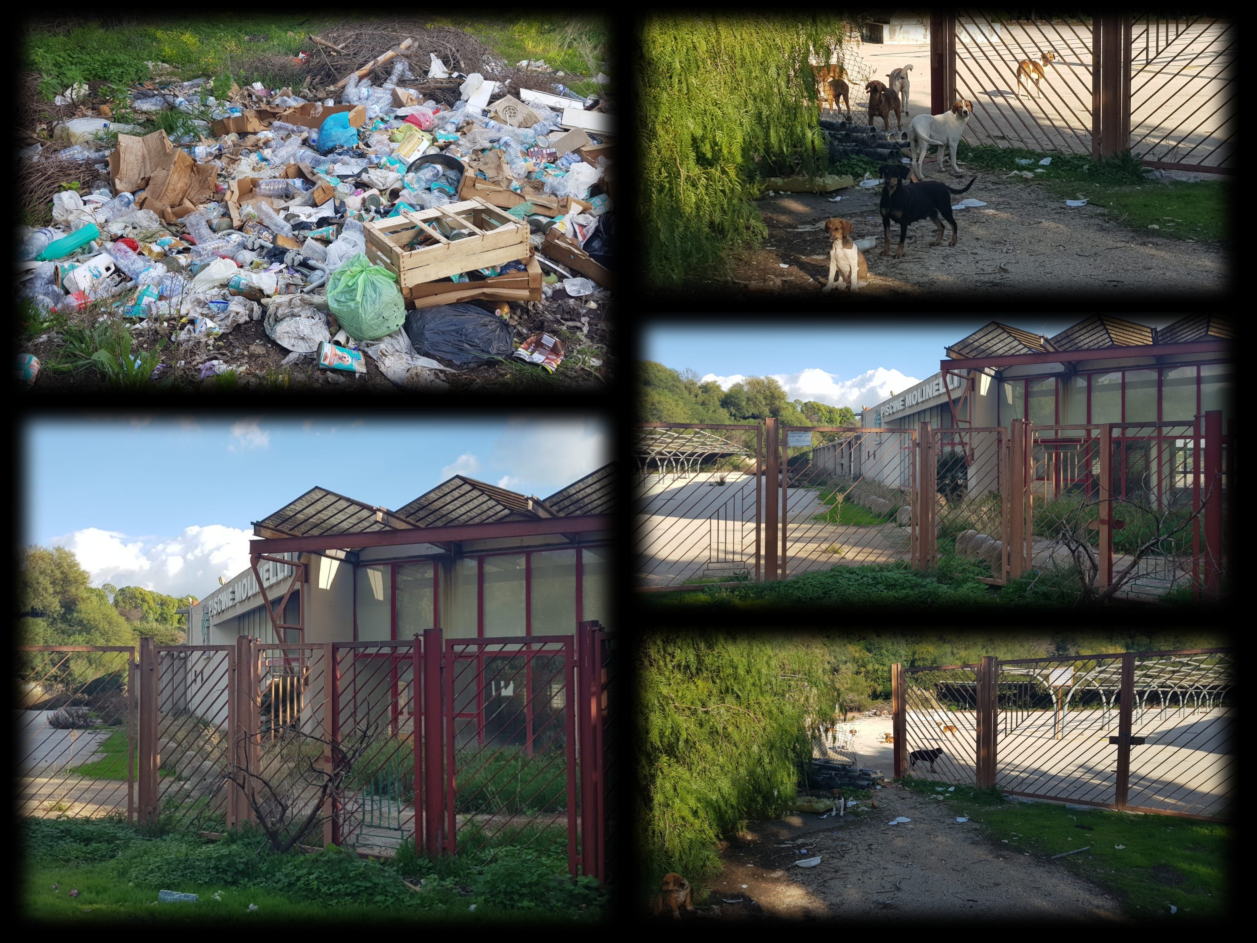 Randagismo all'interno dei Molinelli e se non bastasse ancora discariche e degrado