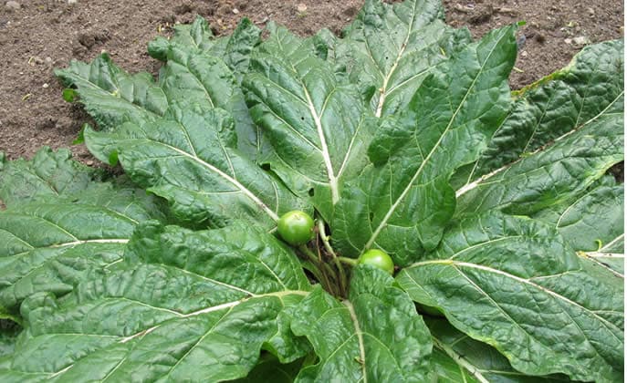 Mandragora scambiata per borragine, madre e figlia in gravi condizioni