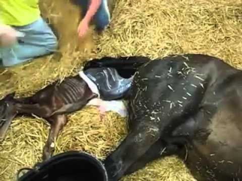 Assiste al parto di una cavalla e muore, grave il figlio che ha tentato di soccorrere il padre