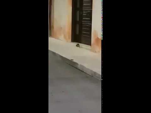 Ancora topi nelle vie di Sciacca, altri avvistamenti