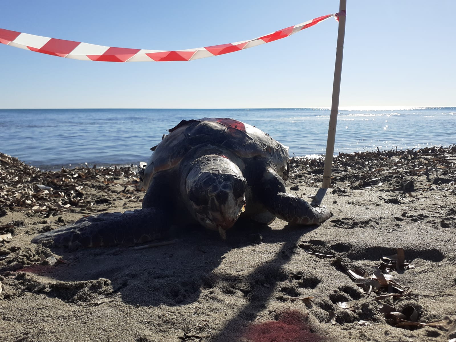 Una tartaruga Caretta caretta ritrovata spiaggiata a Sovareto