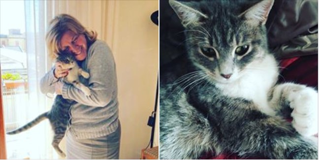 Giornata Nazionale del Gatto, in Italia oltre 90 mila adozioni nel 2019