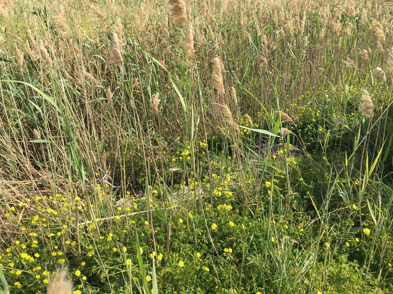 Sparisce nella notte la mini discarica di materiale edile ai Fiori di Menfi, il vice sindaco: "Continueremo a sensibilizzare"