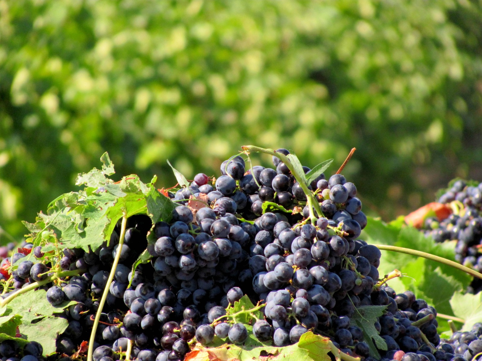 Consorzio di tutela vini Doc Sicilia