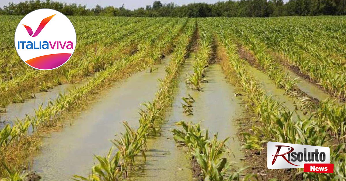Sciacca, i consiglieri di Italia Viva chiedono un provvedimento per fronteggiare la crisi del comparto agricolo