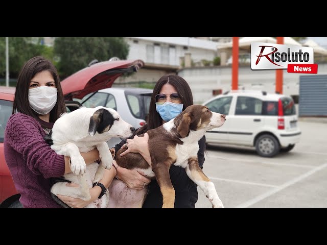 Oggi a Sciacca il servizio "Taxi Pet" per il trasferimento di cani adottati da famiglie del nord Italia (Interviste)