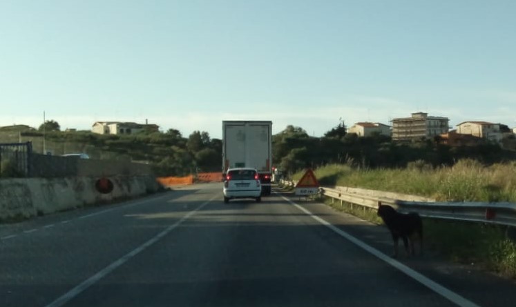Cani sulla statale 115 a Sciacca, pericolo per gli automobilisti