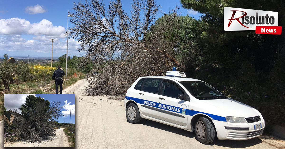 Cade albero sulla strada per il monte Kronio, vigili del fuoco per la rimozione