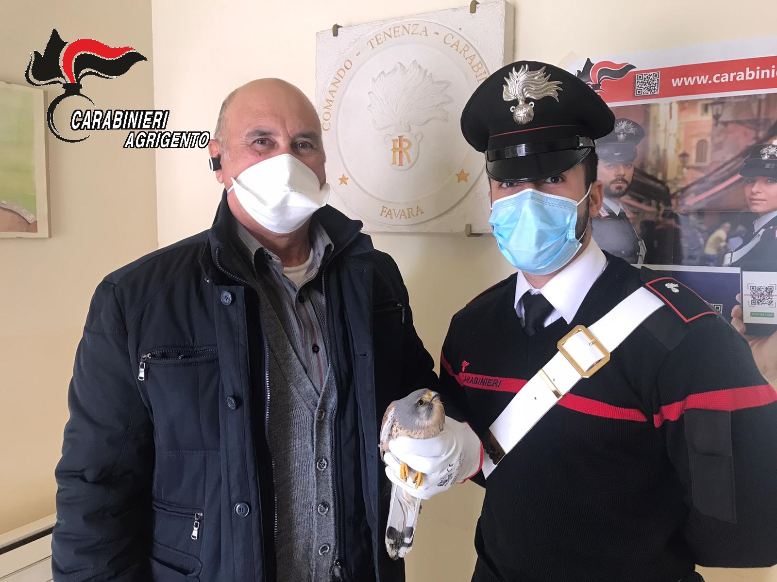 Recuperato a Racalmuto dai carabinieri un raro esemplare di Falco Grillaio.