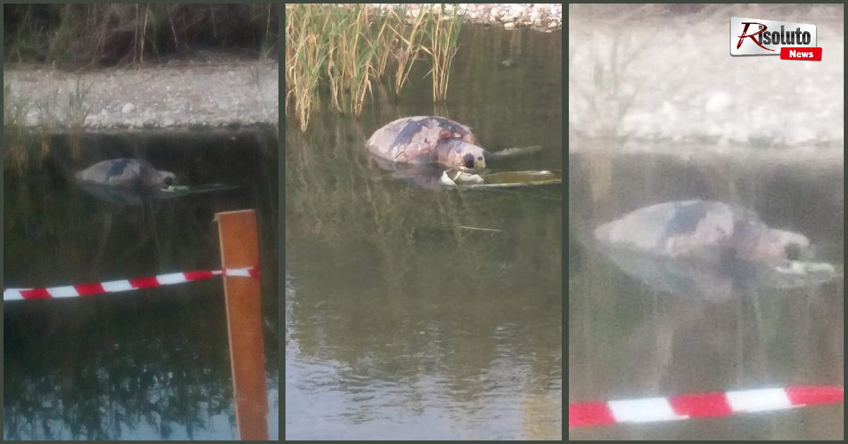 La carcassa di una tartaruga Caretta-caretta trovata sulla spiaggia della Foggia a Sciacca