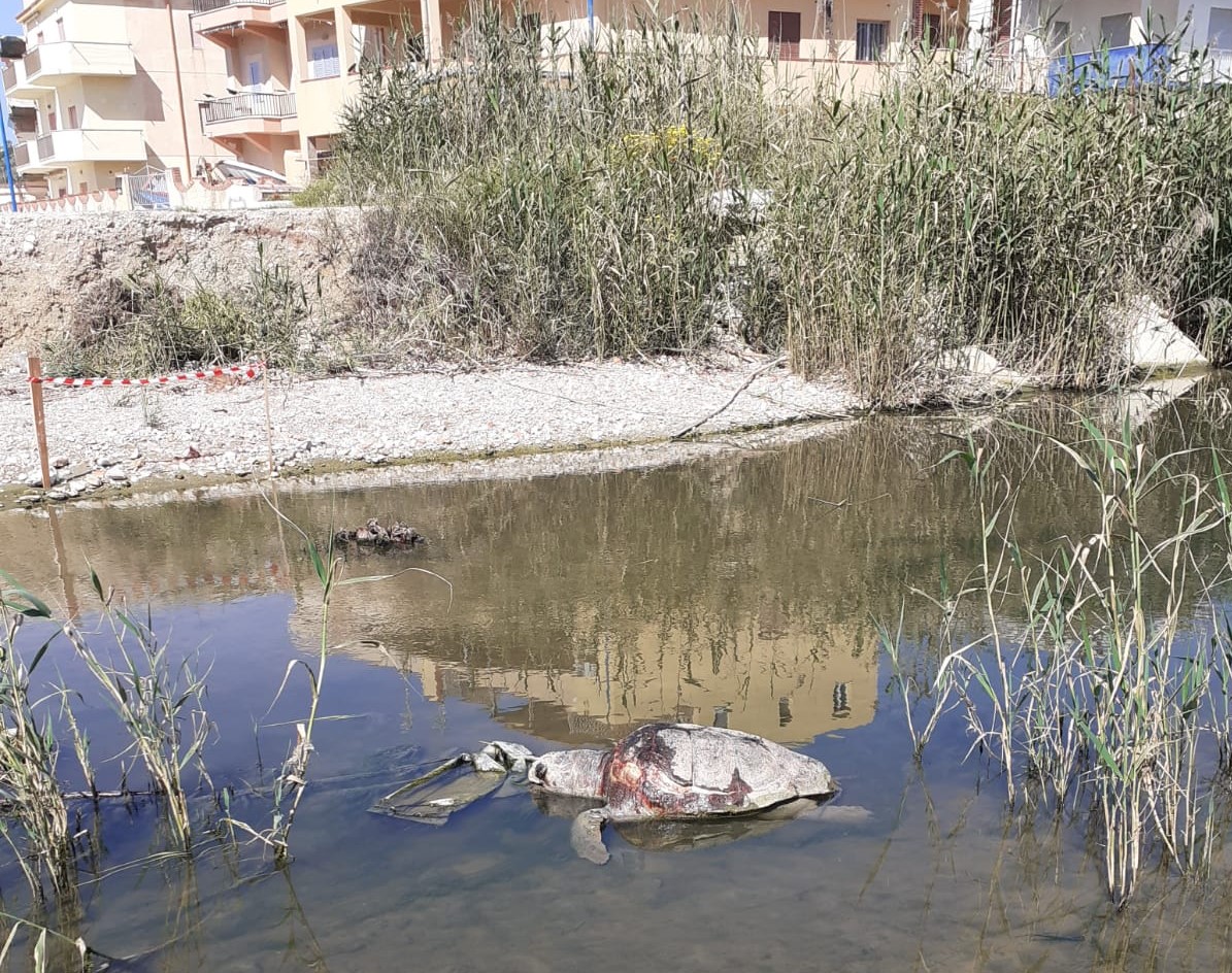 Soffocata da un sacchetto di plastica la tartaruga rinvenuta ieri nel mare della Foggia a Sciacca