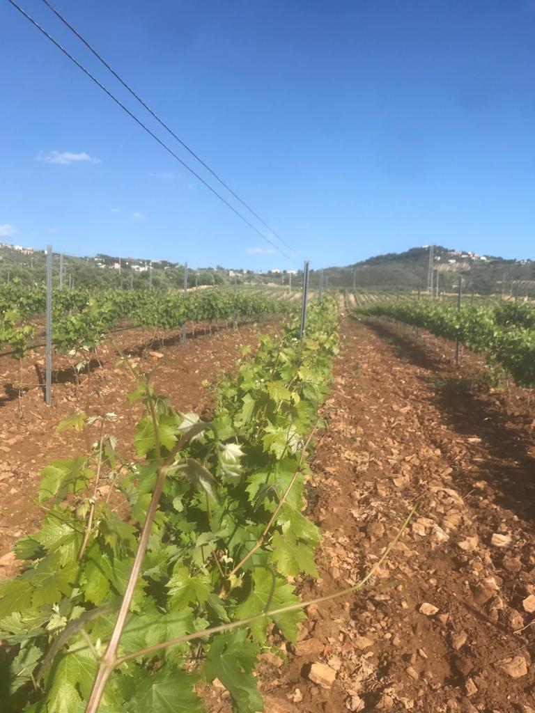 Il primo maggio di Ignazio Messina tra vigneti e proposte: "Turismo ancorato ad agricoltura e territorio per ripartire"