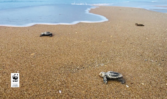 Wwf e Guardia Costiera insieme per la difesa delle specie protette, iniziativa a Sciacca e Menfi