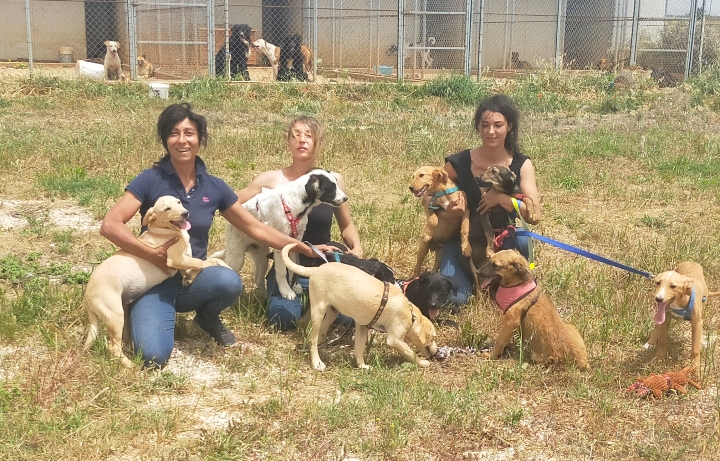 Adotta un randagio, 22 cani lasciano il rifugio di Menfi