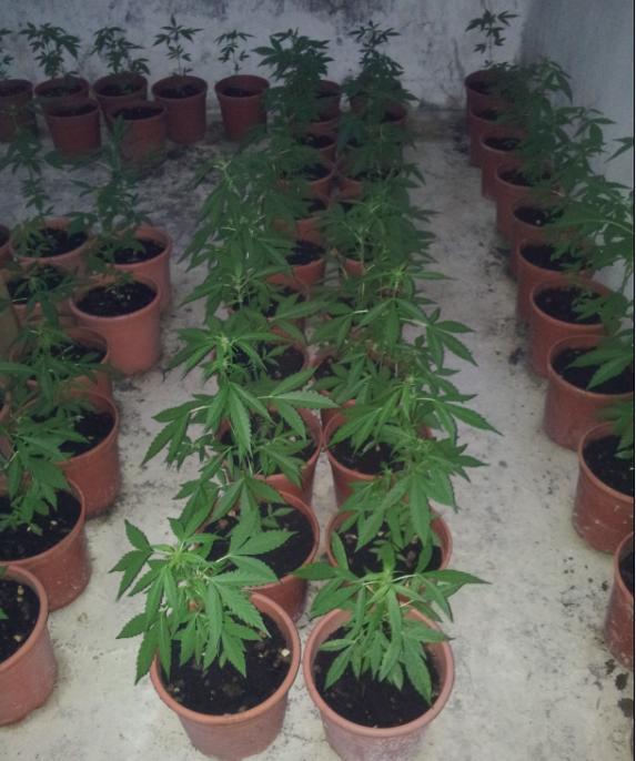 Finita la quarantena si trasferiscono nella casa al mare, nel catanese, e scoprono una serra con 39 piante di marijuana