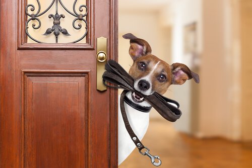 Circolazione dei cani a Santo Stefano Quisquina, multe fino a mille euro per chi non rispetta le regole