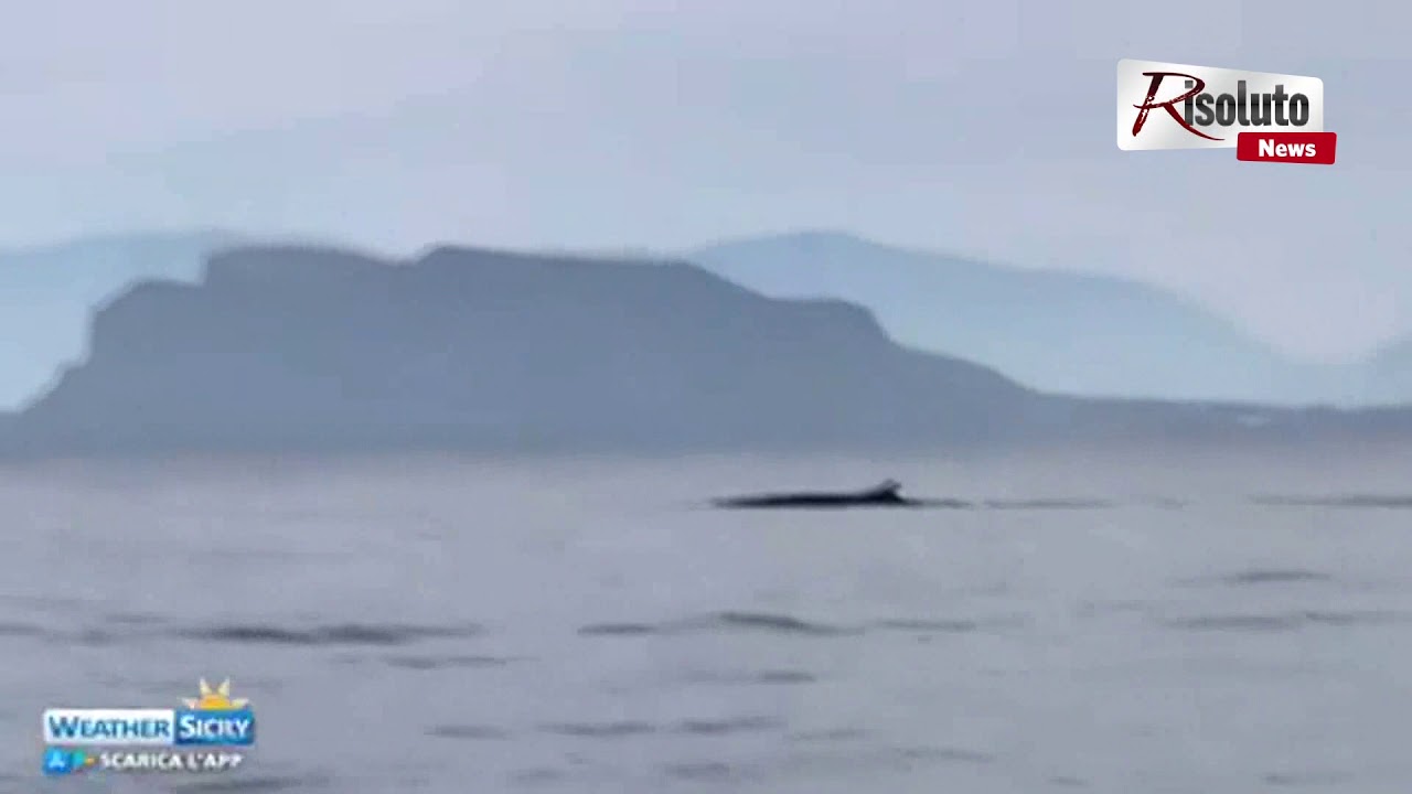 Balena al largo di Palermo, ecco il video che oggi ha fatto il giro del web