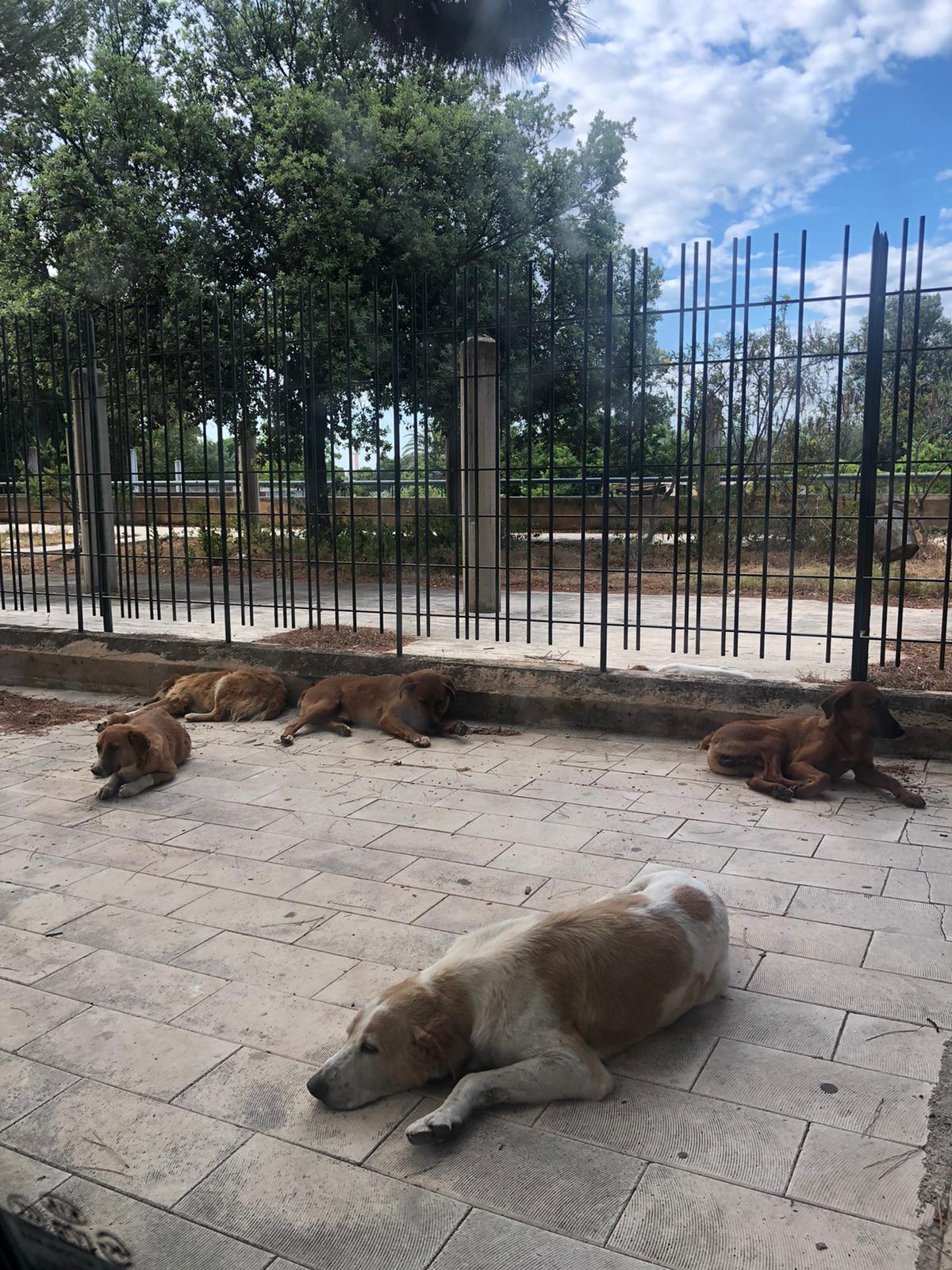 Via Figuli a Sciacca, si attendono i turisti e intanto arrivano i cani randagi