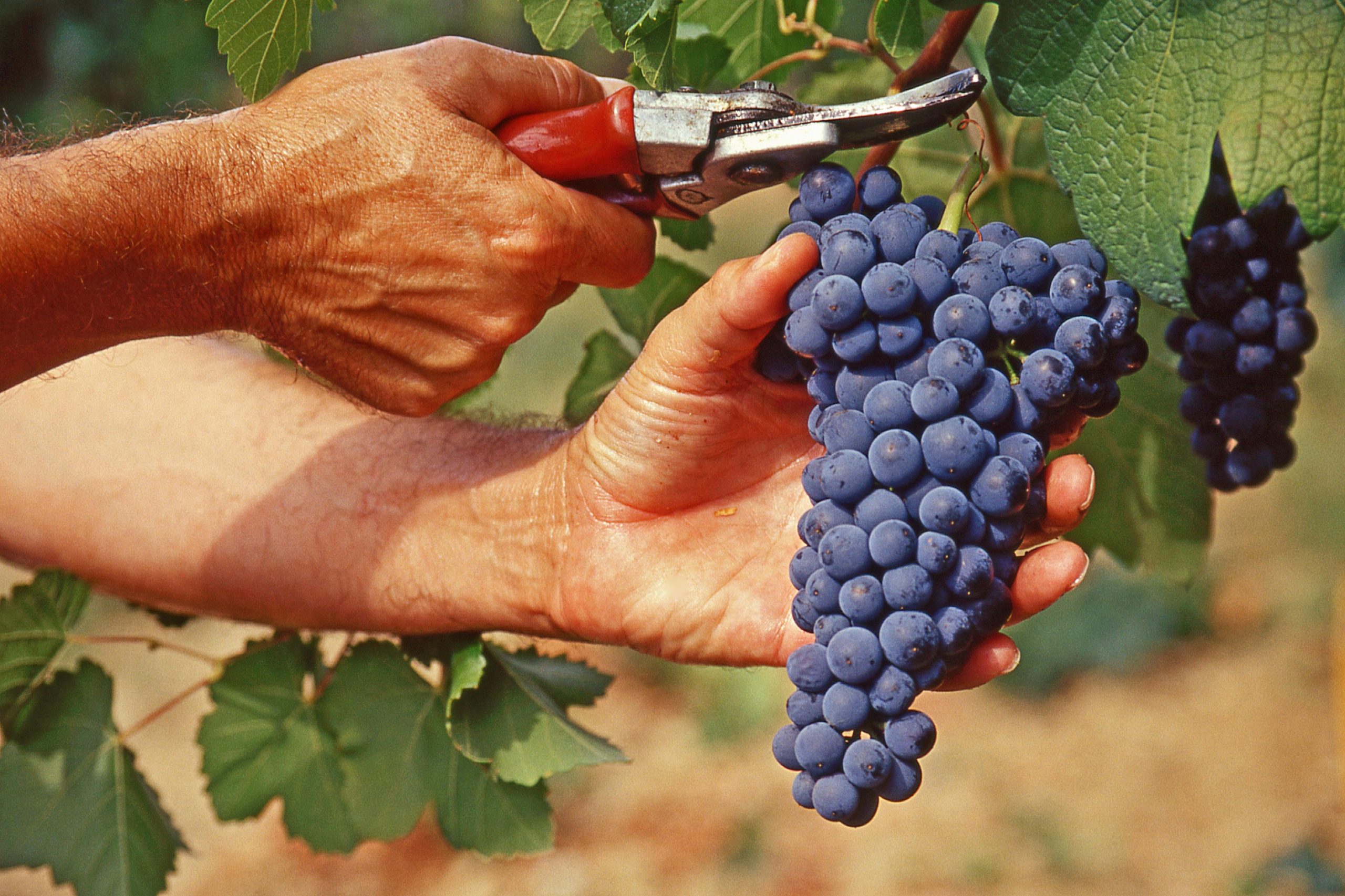 Sicilia, pubblicato il bando per la vendemmia verde
