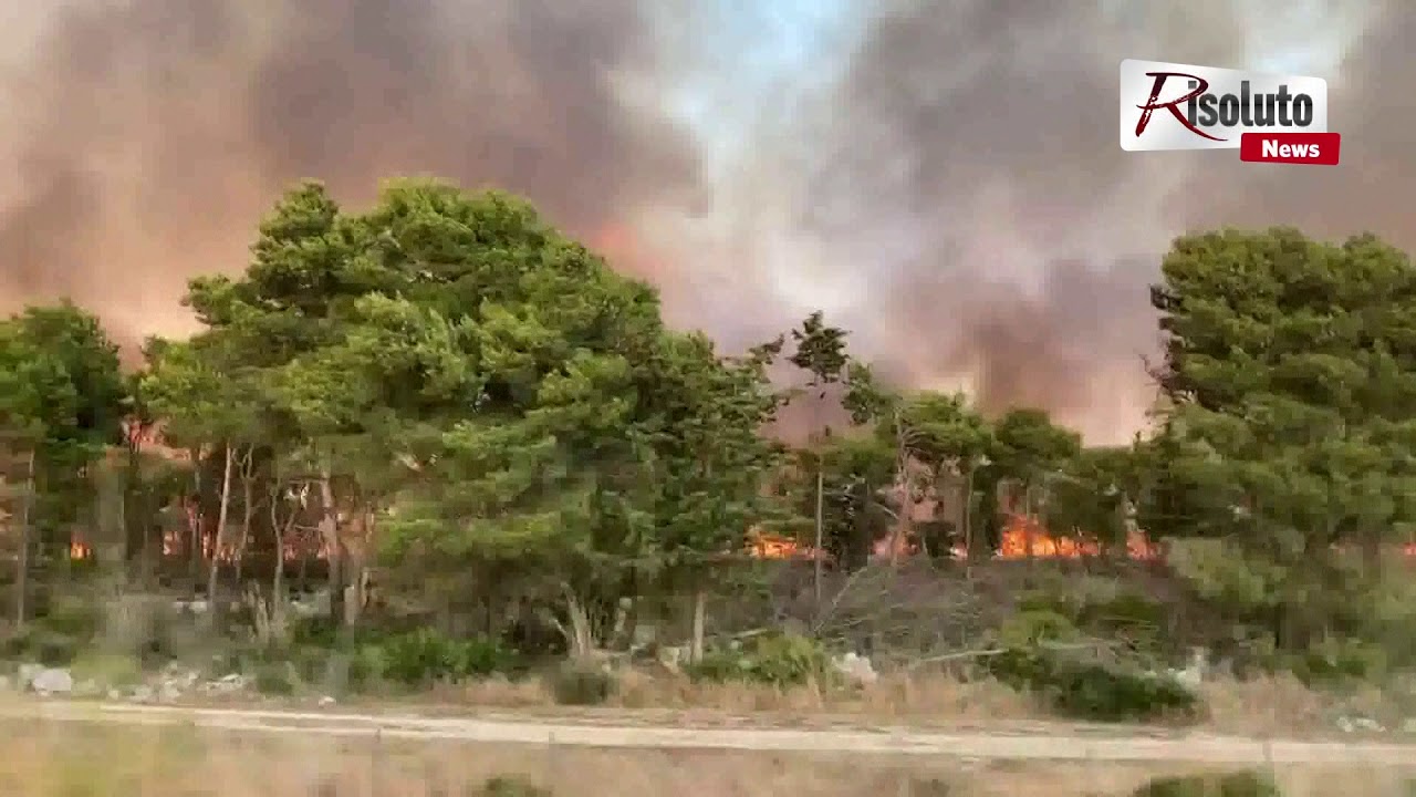 L’incendio al bosco del Magaggiaro, il Comune di Montevago punta a una taglia per individuare i piromani (Video)