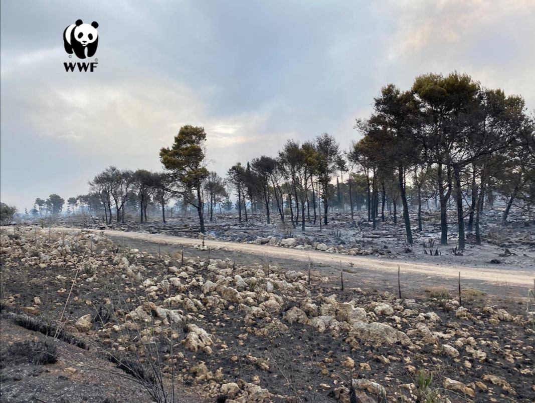 Incendi in Sicilia, in fase di elaborazione un progetto del Wwf per scoraggiare i piromani