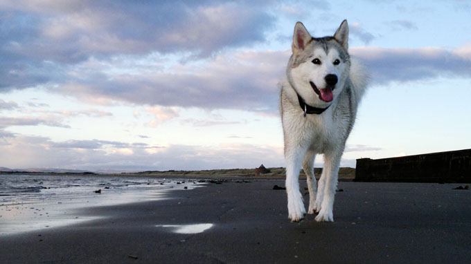Il cane Husky ucciso a Raffadali, si cerca l'assassino