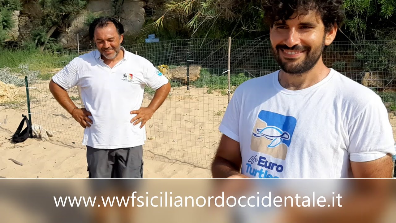 Palermo, una Caretta caretta nidifica sulla spiaggia di Trappeto (Video)