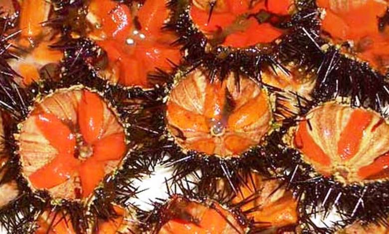 Sulla Palermo-Mazara del Vallo con mille ricci nel portabagagli, denunciate tre persone