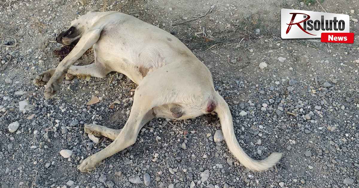 Segni di avvelenamento su uno dei due cani rinvenuti morti  in una contrada di Sciacca, lunedì accertamenti all'Istituto Zooprofilattico