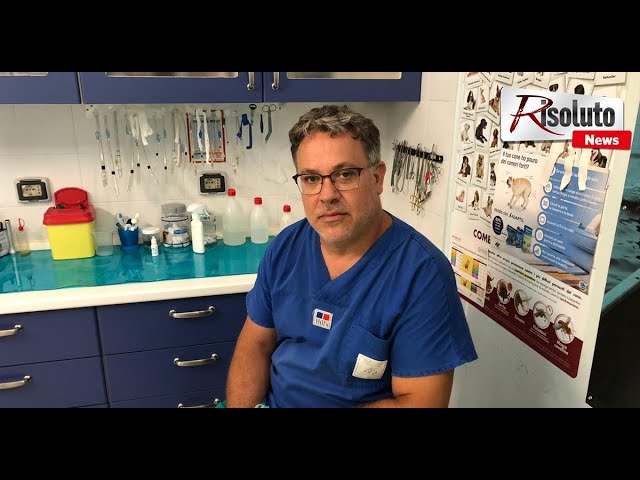L'avvelenamento di cani a Sciacca, il veterinario Ciaccio: "Un atto vile, di una cattiveria inaudita" (Intervista)