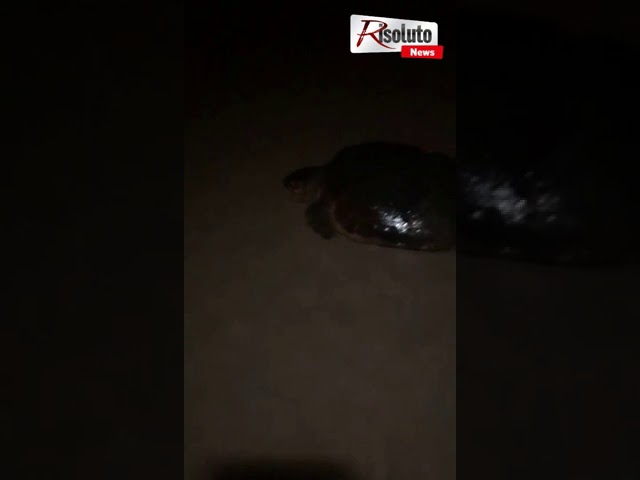 Licata, tartaruga marina nidifica in località Rocca (Video)