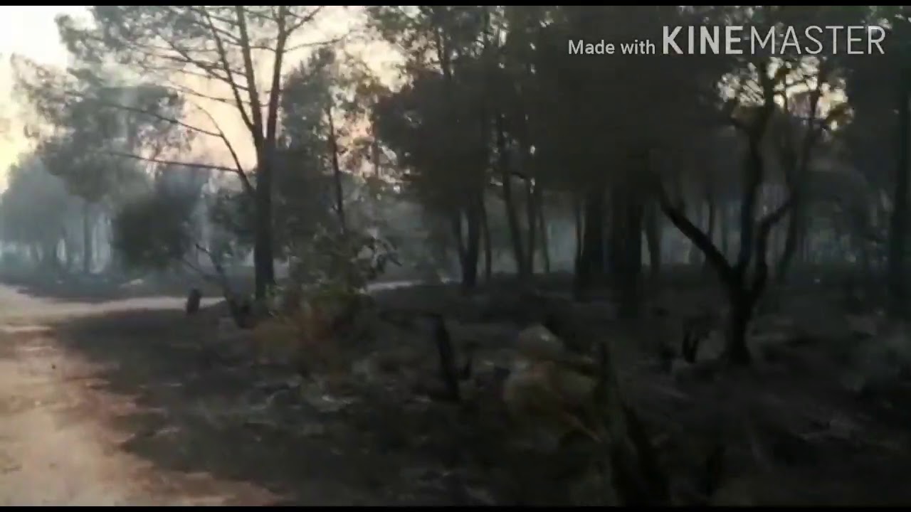 Anche mezzi aerei in volo tra Menfi e Montevago per spegnere il nuovo incendio al bosco del Magaggiaro (Video)