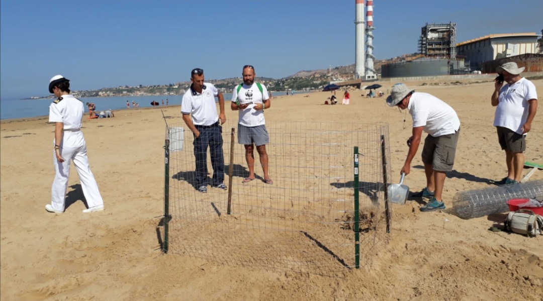 Porto Empedocle, Caretta caretta nidifica sulla spiaggia davanti alla Capitaneria di Porto