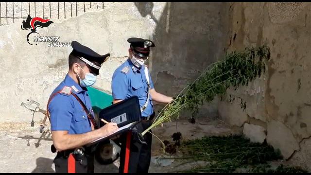 Trovata una piantagione di cannabis nascosta tra gli ulivi, due arresti a Ravanusa