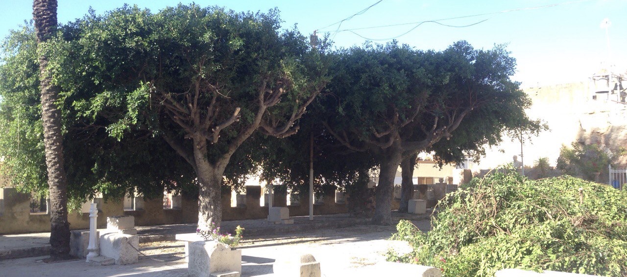 Potatura degli alberi dell’atrio Valverde, le suore stanche di aspettare il Comune di Sciacca decidono di fare eseguire i lavori