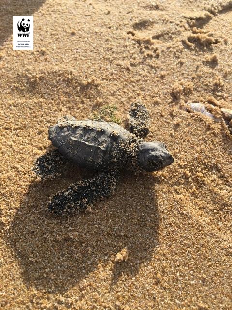 Schiusa di tartarughe marine da un nido nella spiaggia di Cannatello ad Agrigento