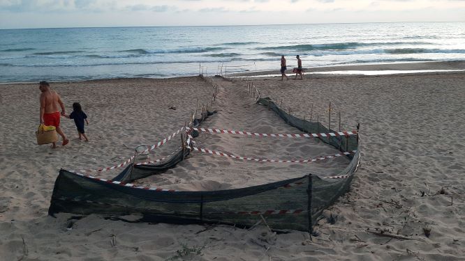 Diciotto tartarughine raggiungono il mare nella spiaggia di Cannatello, attivata la rete dei volontari WWF