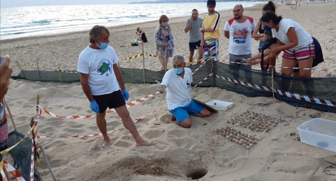 Agrigento, arrivano 69 tartarughine sulla spiaggia di Cannatello