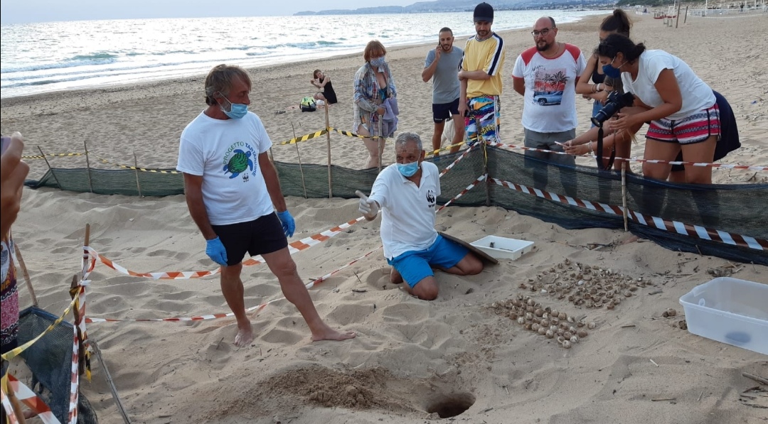 Ribera, altre 59 tartarughe marine nascono sulla spiaggia di Pietre Cadute