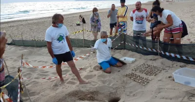 Ribera, altre 59 tartarughe marine nascono sulla spiaggia di Pietre Cadute