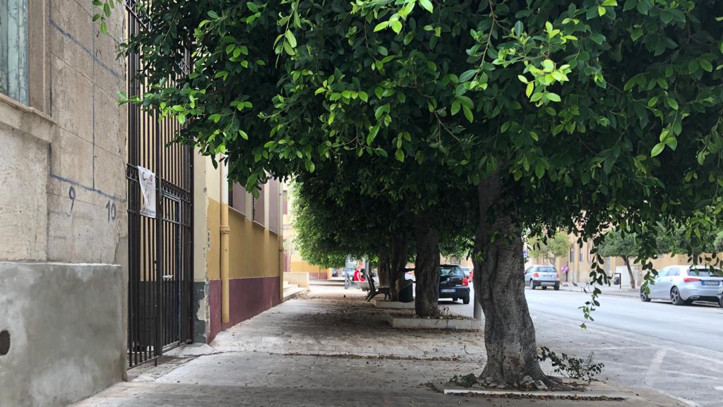 A breve l'inizio dell'anno scolastico, ma gli alberi nei pressi della scuola di Sant'Agostino attendono ancora la potatura